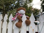 Teddy Bear on fence in Bayview Crescent, Black Rock; Choat, Liz; 2020 Apr. 22; PD3107