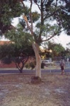 Simon Leslie Mitchell memorial tree; Jones, Alan G. (1919-2009); 1992?; P4842