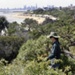 Council worker in beachside reserve; Reynolds, Pauline; 1995; PD3861