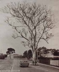 Red gum tree in Cromb Avenue, Beaumaris.; Charman, Reg; c. 1975; P1769