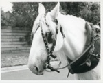 Jim Bisset's horse, Silver; 1982; P9007