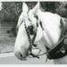 Jim Bisset's horse, Silver; 1982; P9007