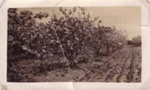 Fruit trees in orchard, Cheltenham; 1936?; P5516