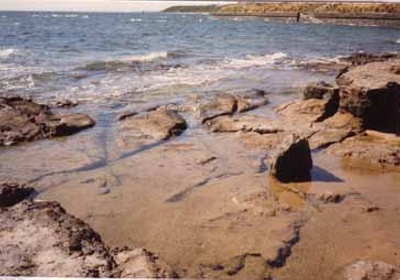 Wheel tracks in foreshore rocks at Quiet Corner; 1988; P2820