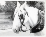 Jim Bisset's horse, Silver; 1982; P9014