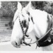 Jim Bisset's horse, Silver; 1982; P9014