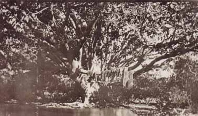 Moreton Bay fig tree at Black Rock House; 197-?; P1675