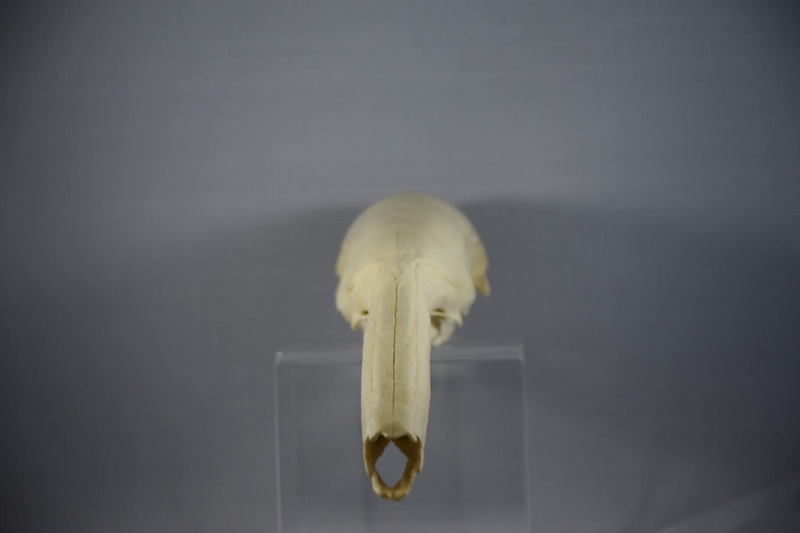 giant anteater skeleton