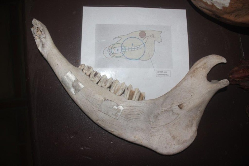Horse's jaw; 02483 eHive