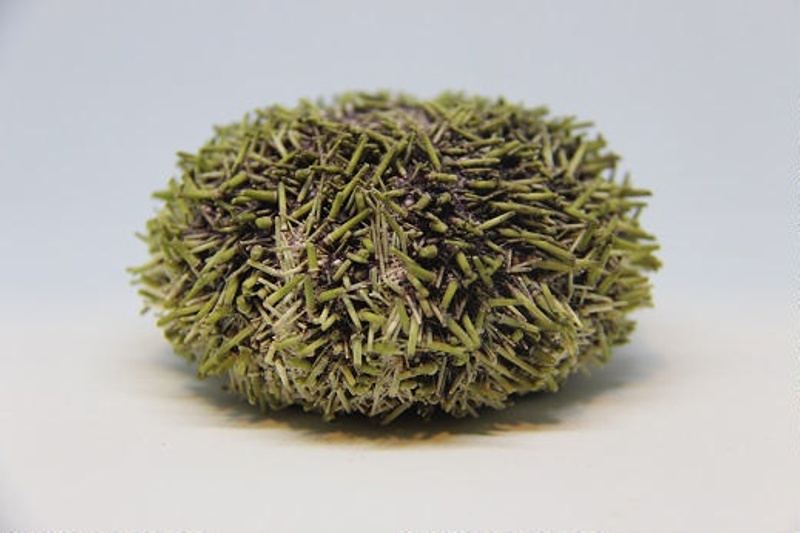 Green sea urchin; Strongylocentrotus droebachiensis; 2019192 eHive